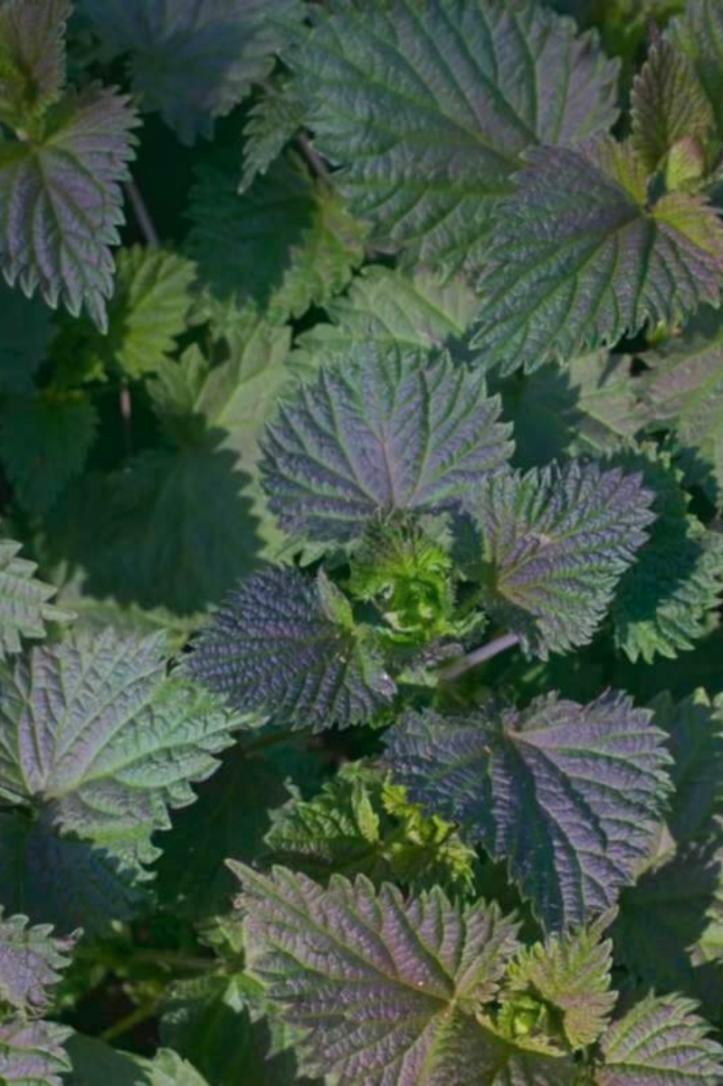 Spring Nettles