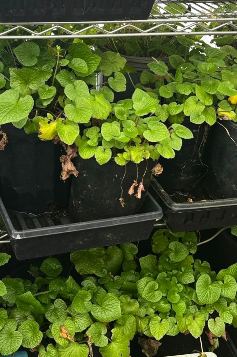Wasabi in Pots in Greenhouse