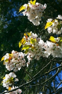 Cherry Blossoms in April