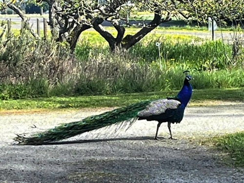 Peacock Scout