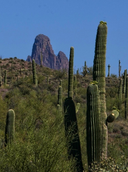 Saguaro Cacti, Weavers Needle, AZ
