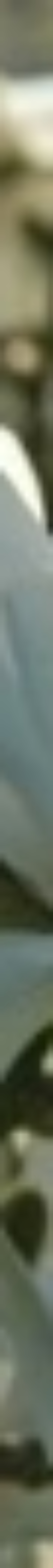Star Magnolia series_6