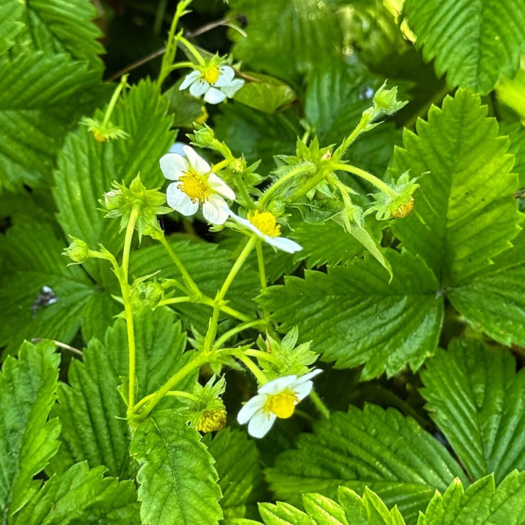 Alpine strawberries