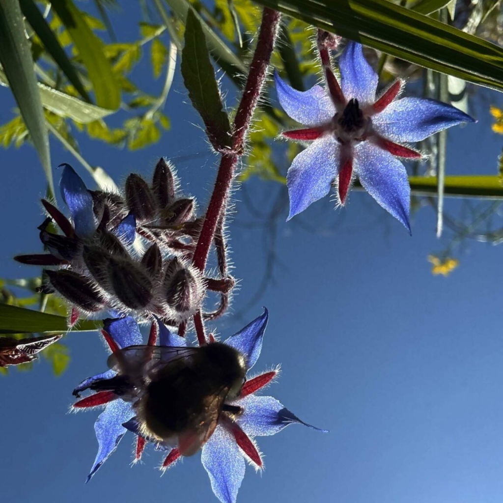 Bee on borage
