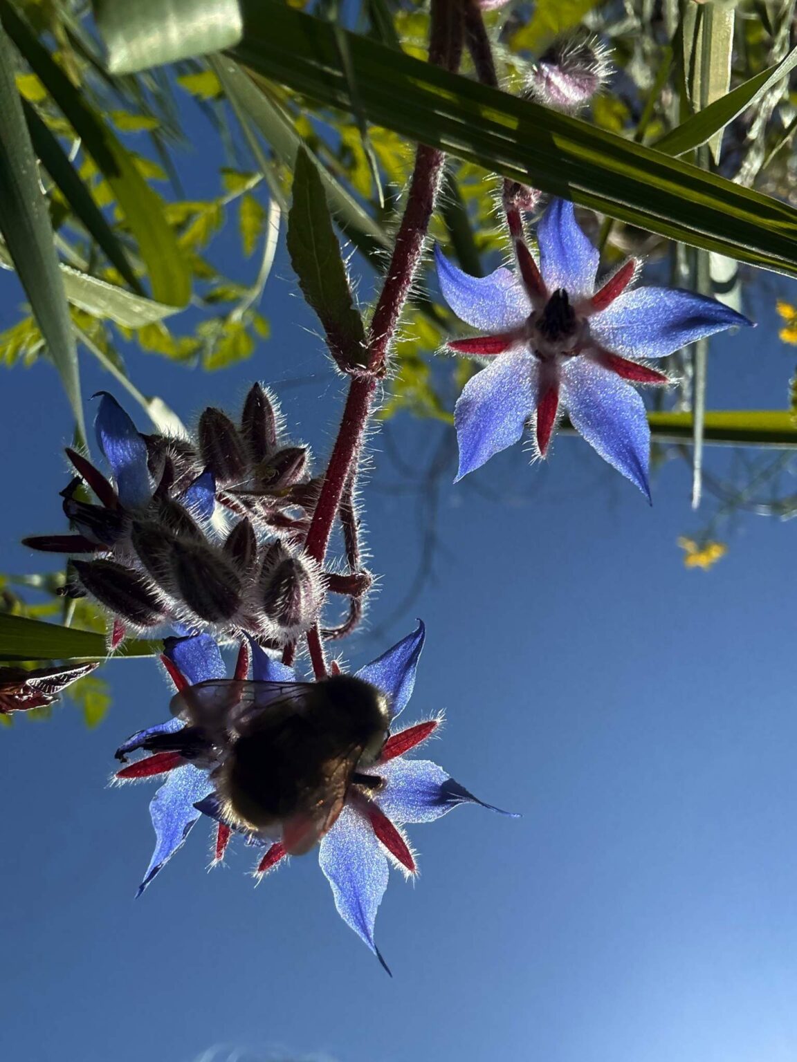 Bee on borage