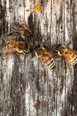 Honey bees on hive