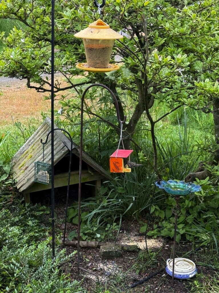 Bird food & water setup