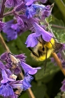 Bumblebee in catmint