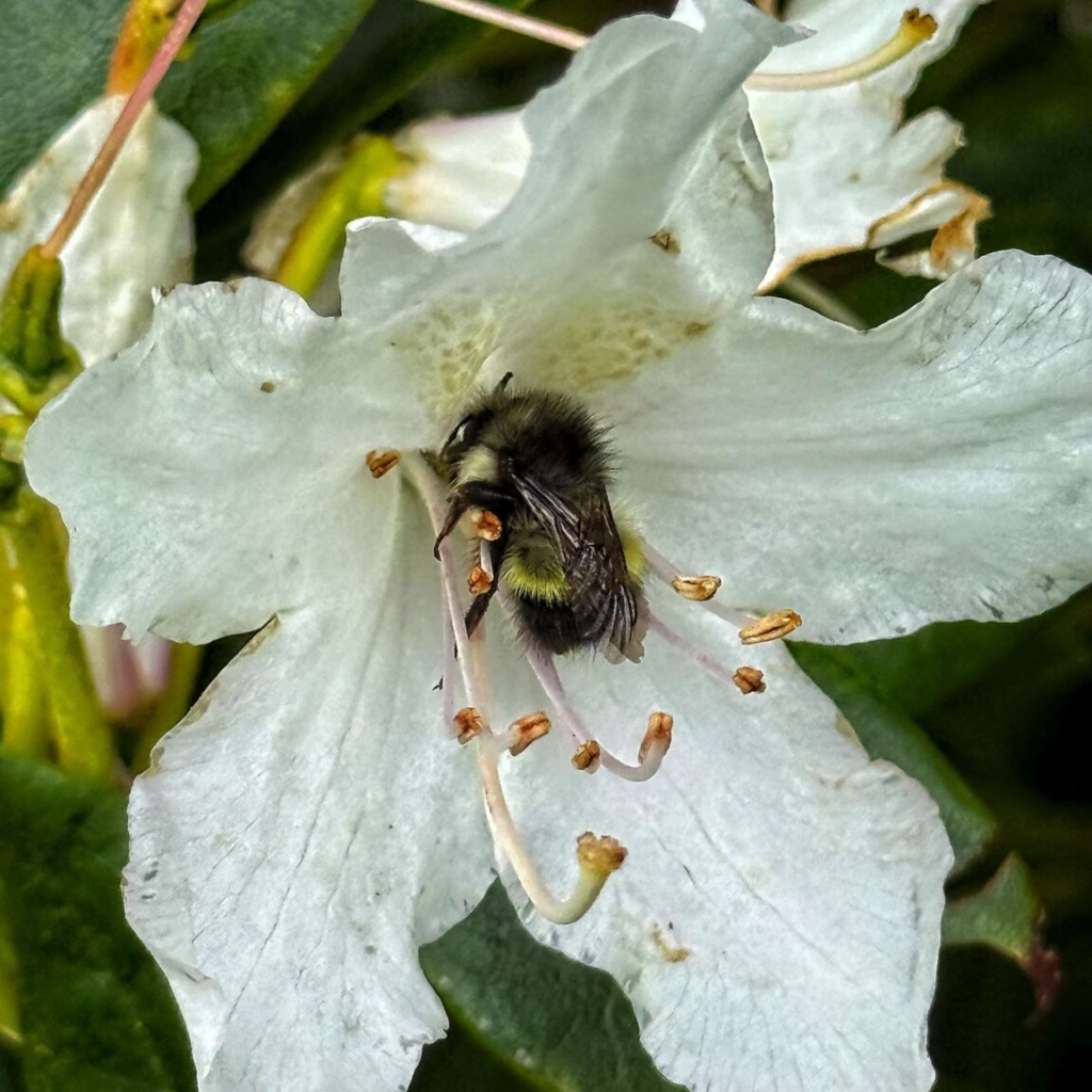 Bumblebee falls asleep inside rhododendron flower
