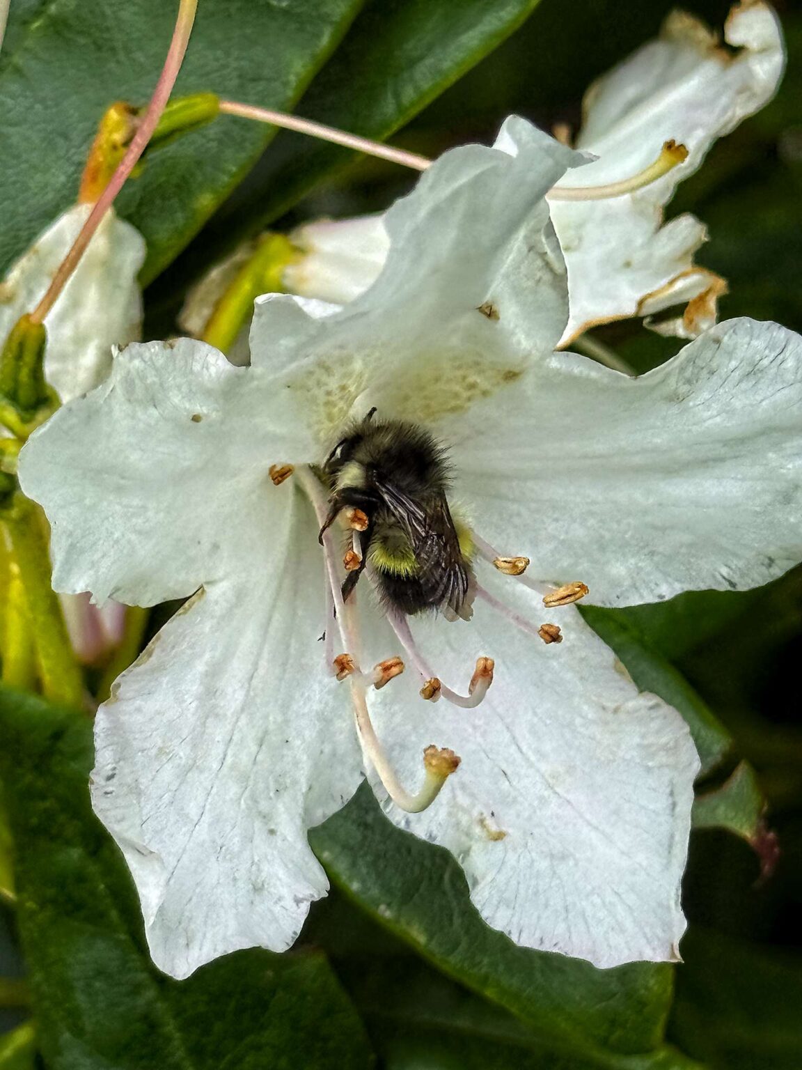 Bumblebee falls asleep inside rhododendron flower
