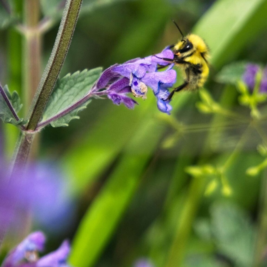 Bumblebee collects nectar from catmint