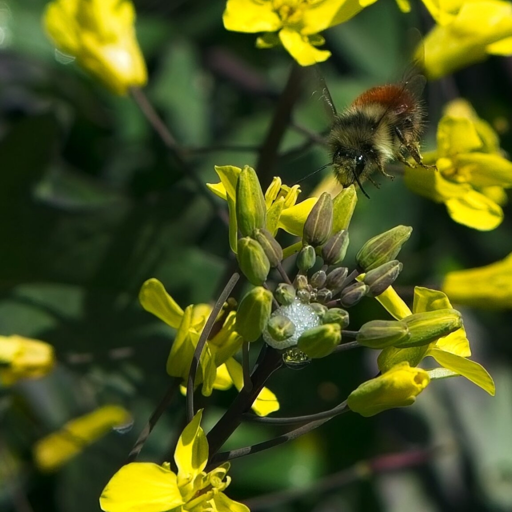 Another fuzzy bumblebee coming in for a landing on a kale blossom.