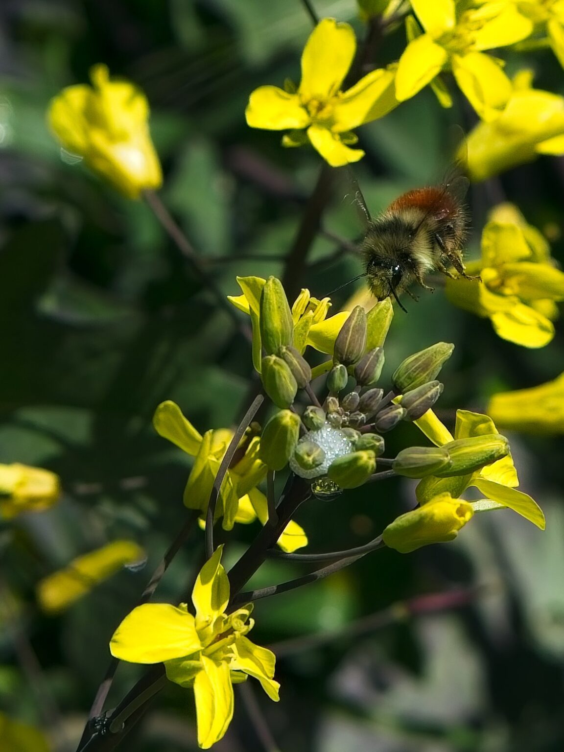 Another fuzzy bumblebee coming in for a landing on a kale blossom.