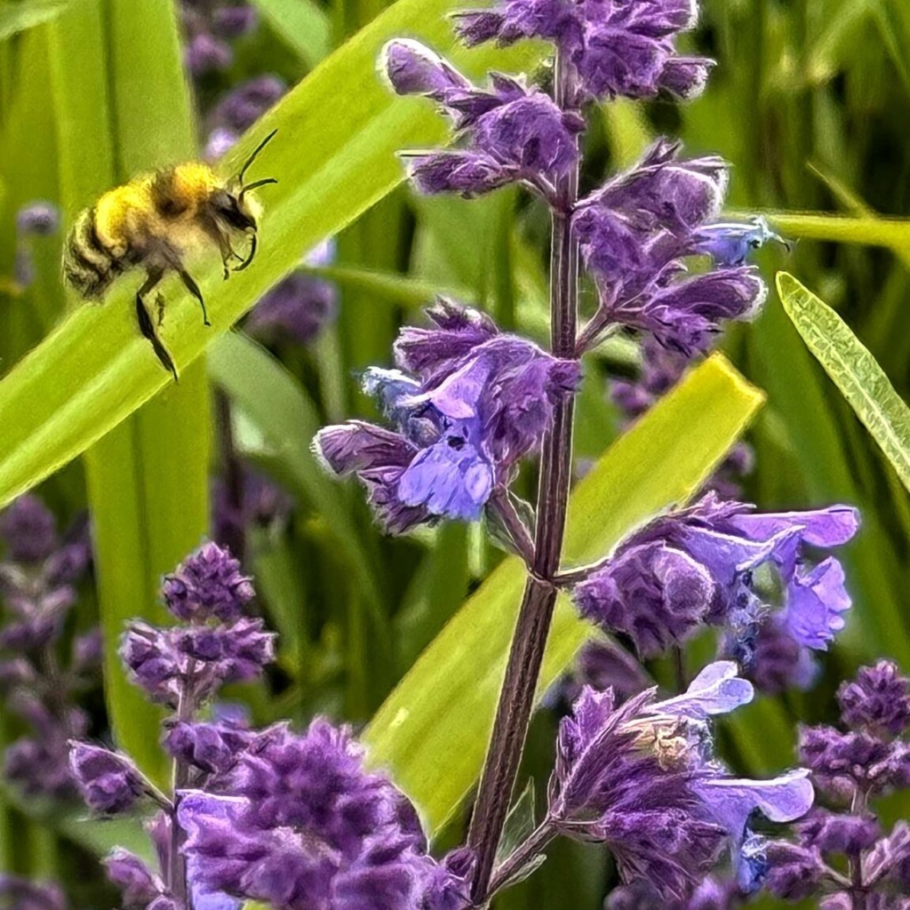 Bumblebee, proboscis hanging out, zooms in on catmint.