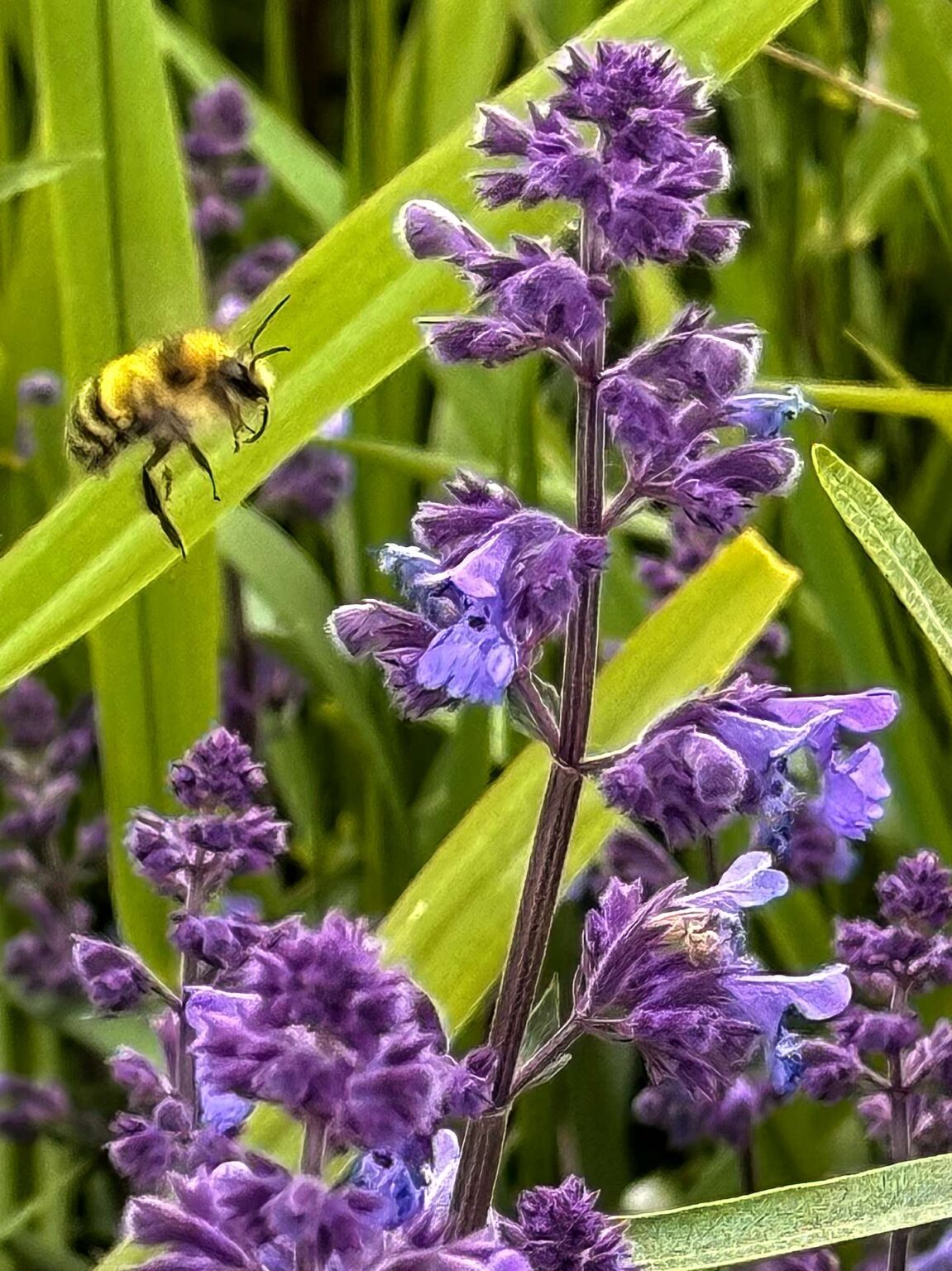 Bumblebee, proboscis hanging out, zooms in on catmint.