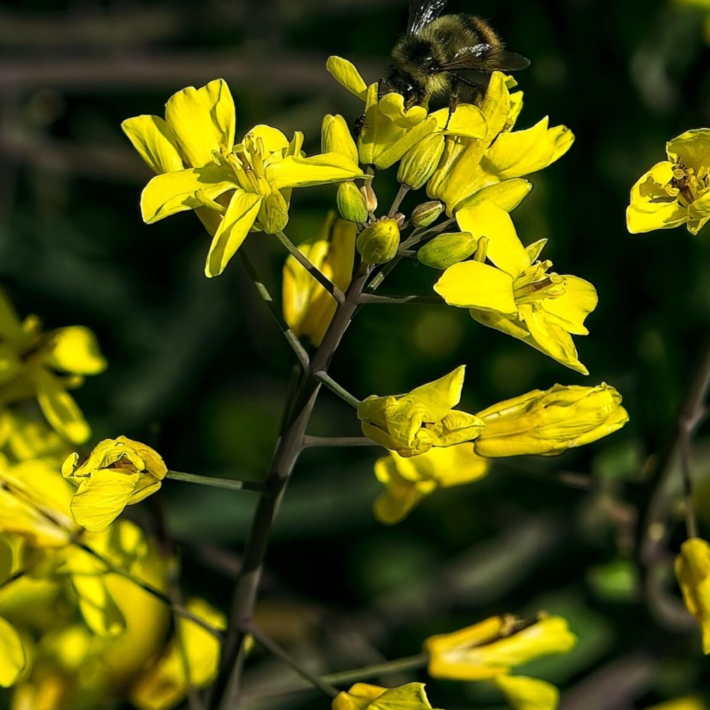 Bumblebee with head in kale blossom