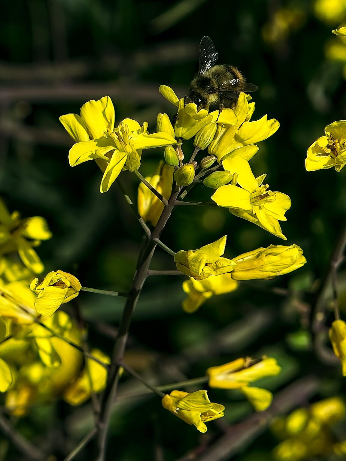 Bumblebee with head in kale blossom
