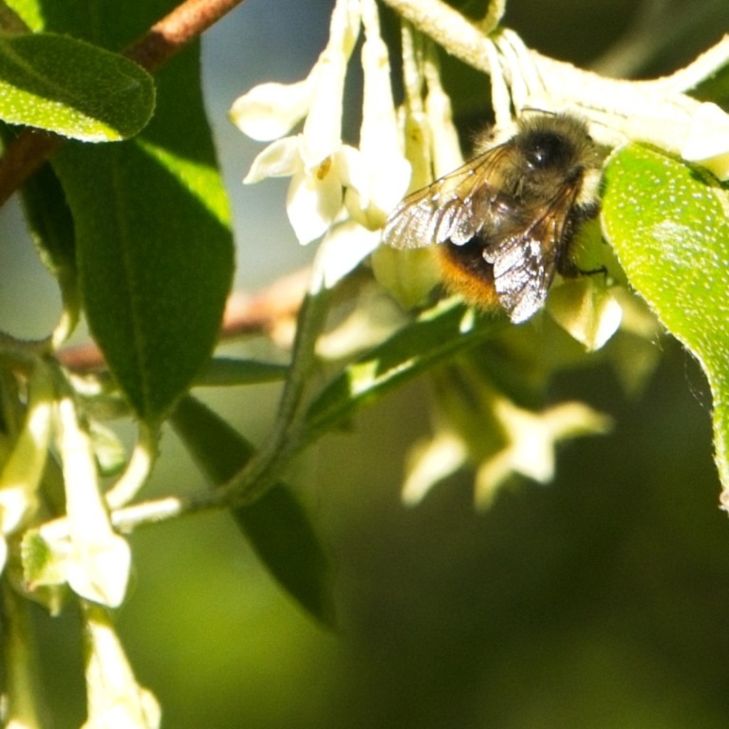 Bumblebee on Autumn Olive flower