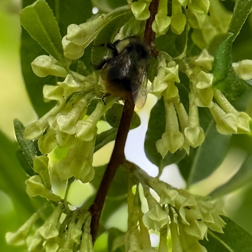 Bumblebee on Autumn Olive flower