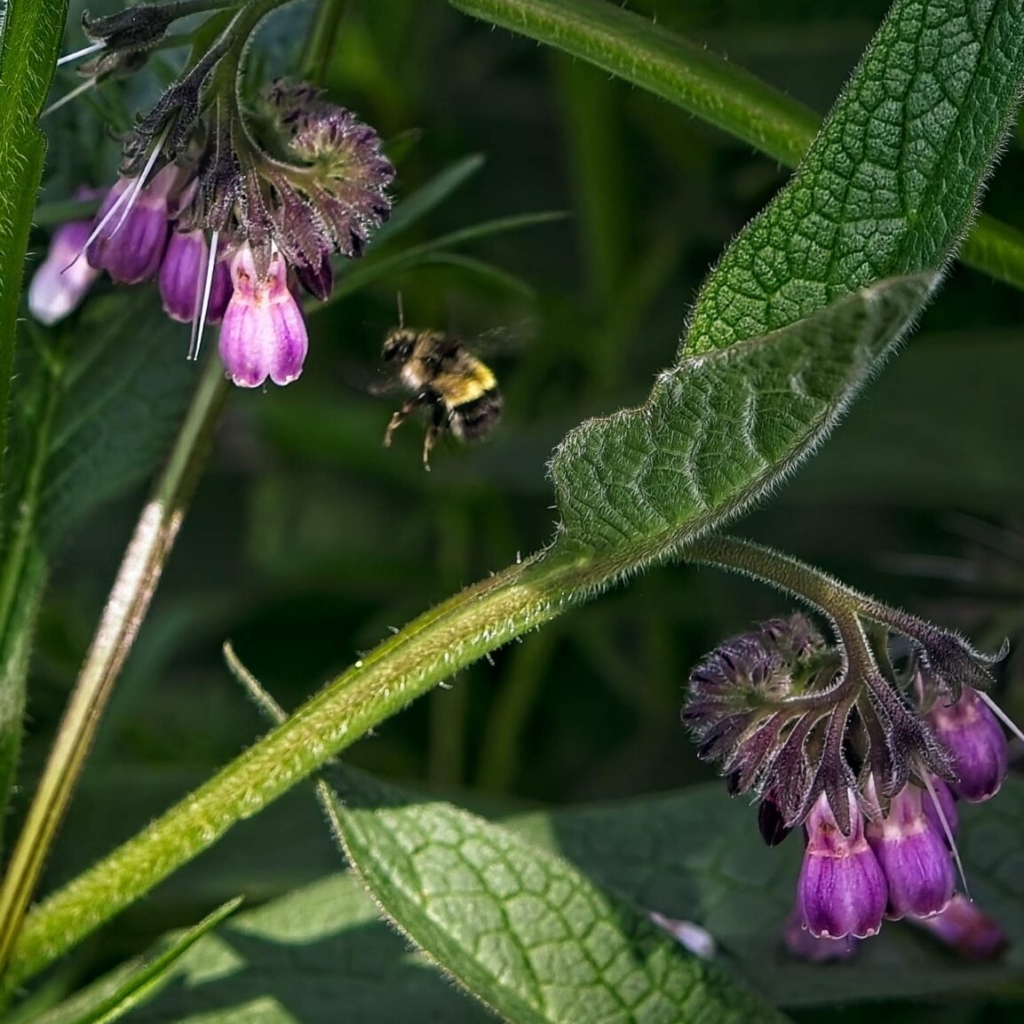 A bumblebee flies in to a comfrey flower