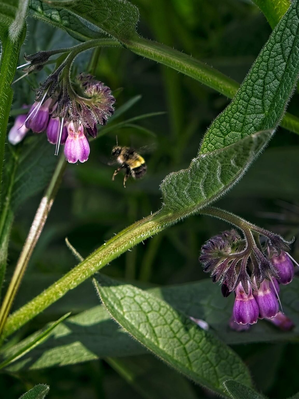 A bumblebee flies in to a comfrey flower