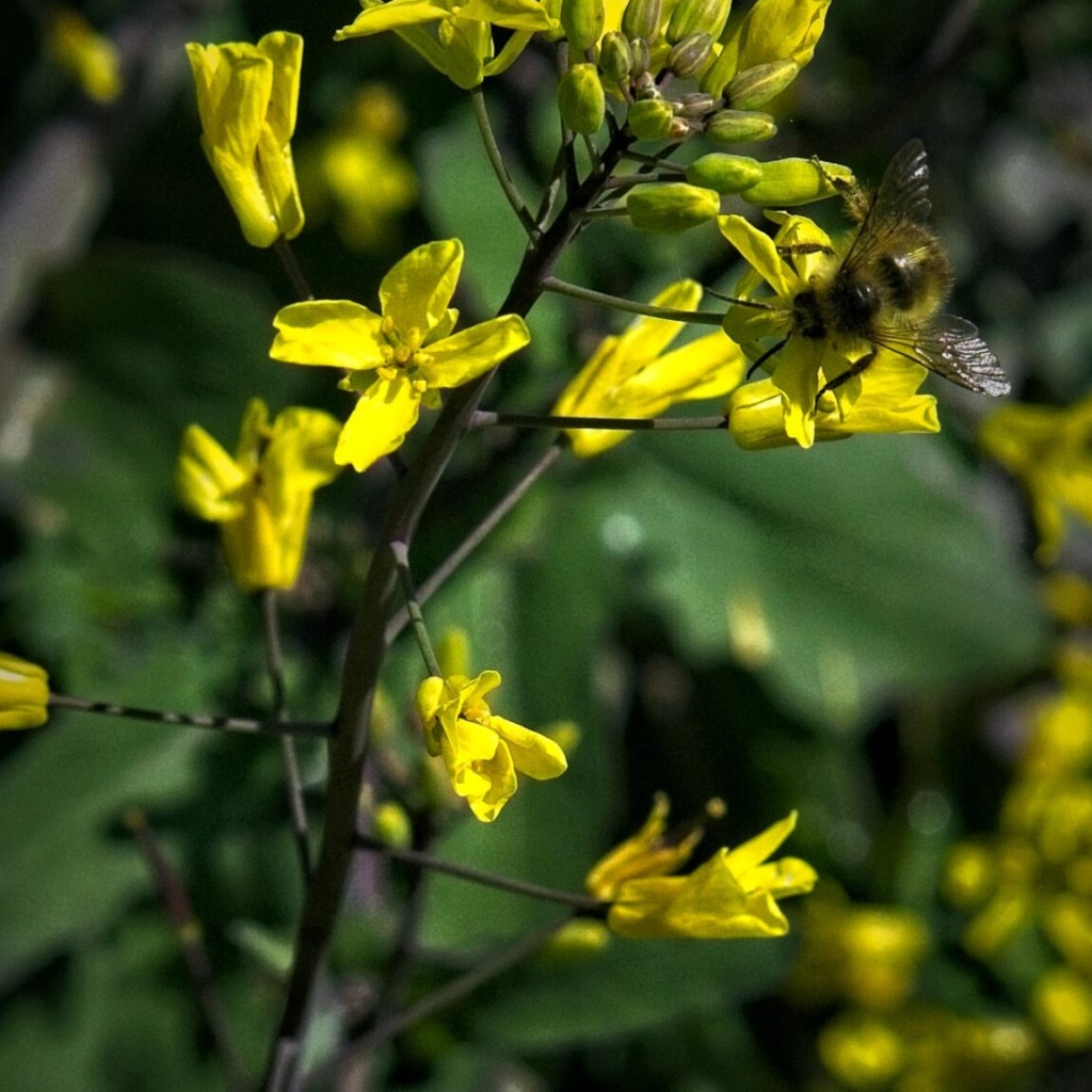 Bee foraging on kale blossoms.