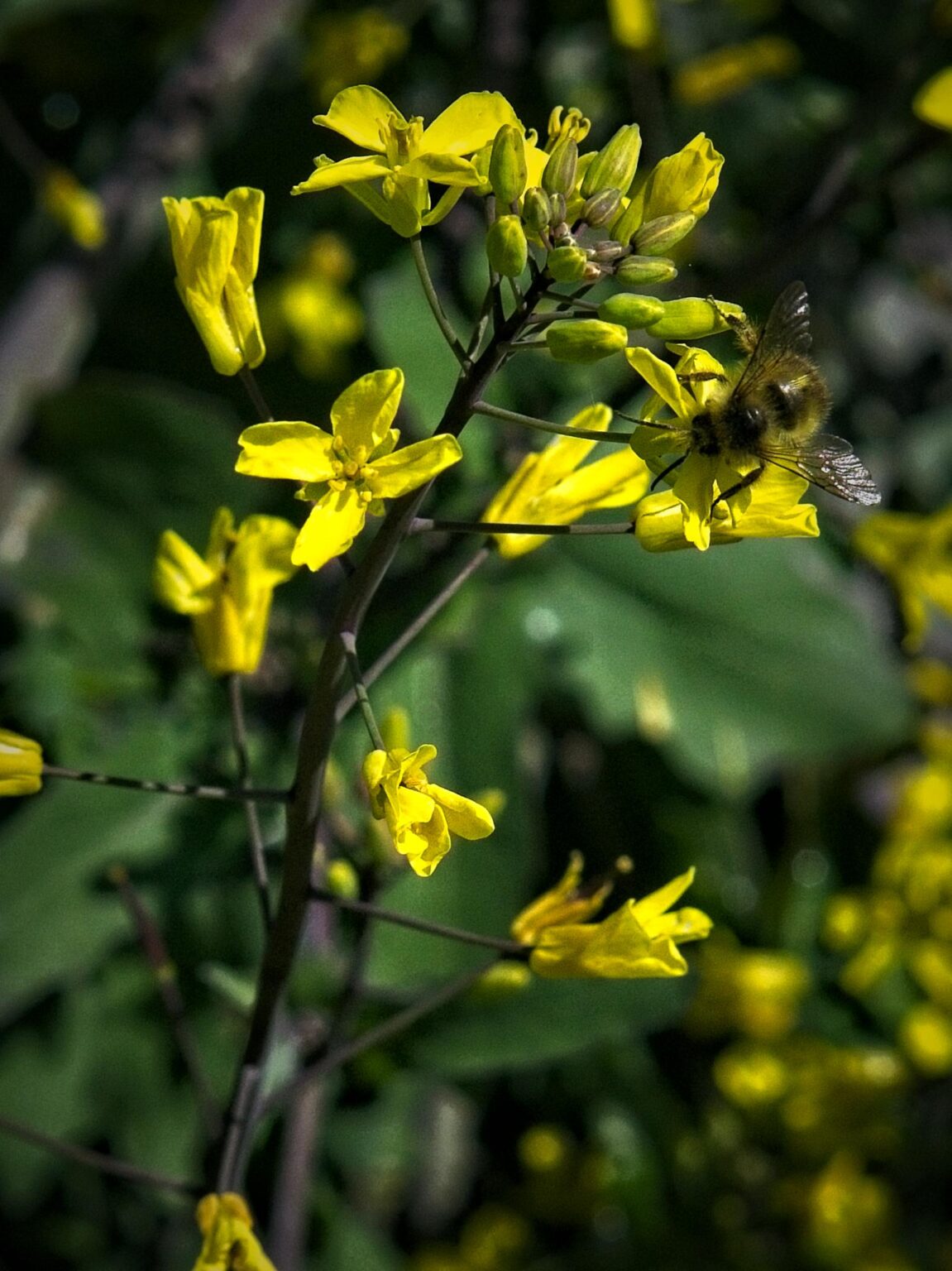Bee foraging on kale blossoms.