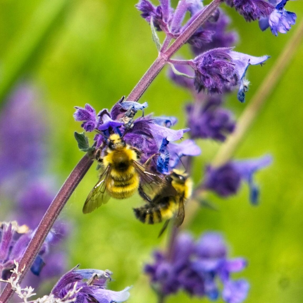 Two bumblebees on catmint.