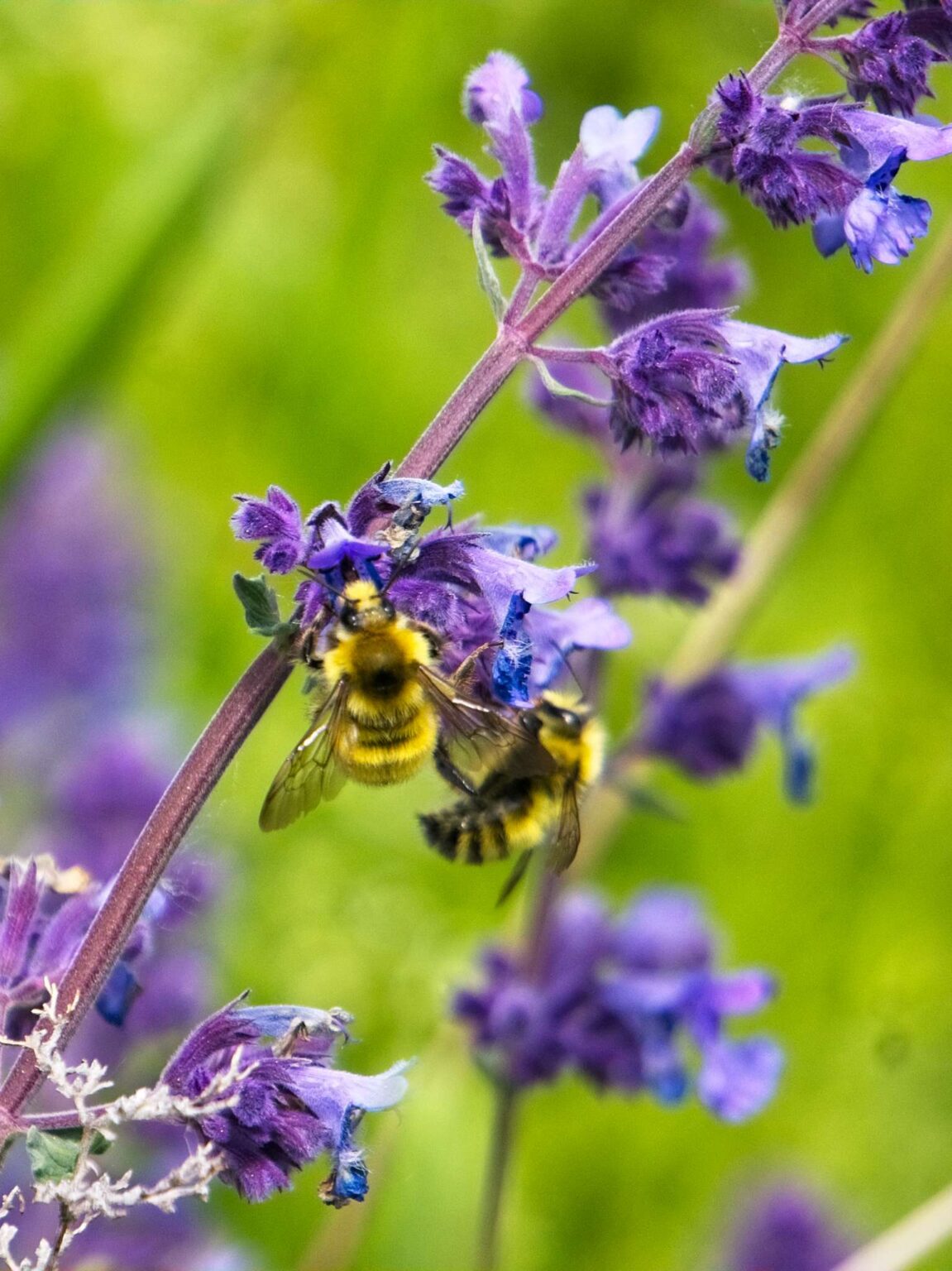 Two bumblebees on catmint.
