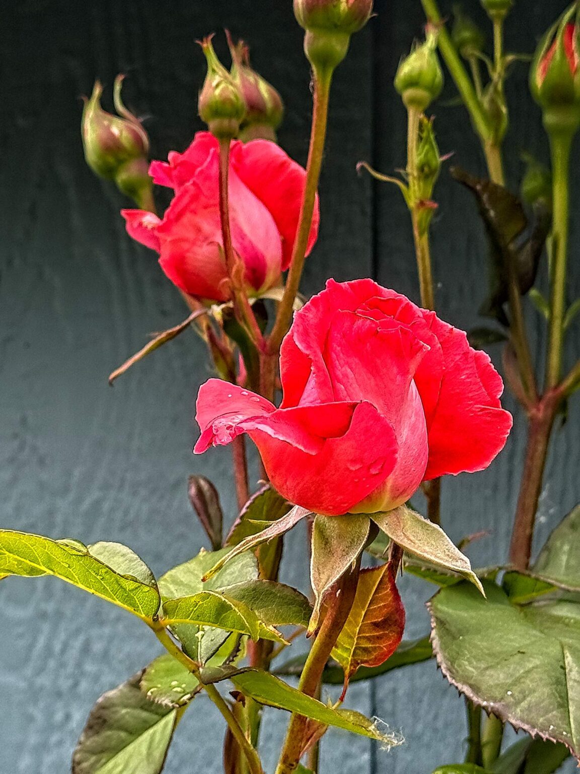 Climbing rose