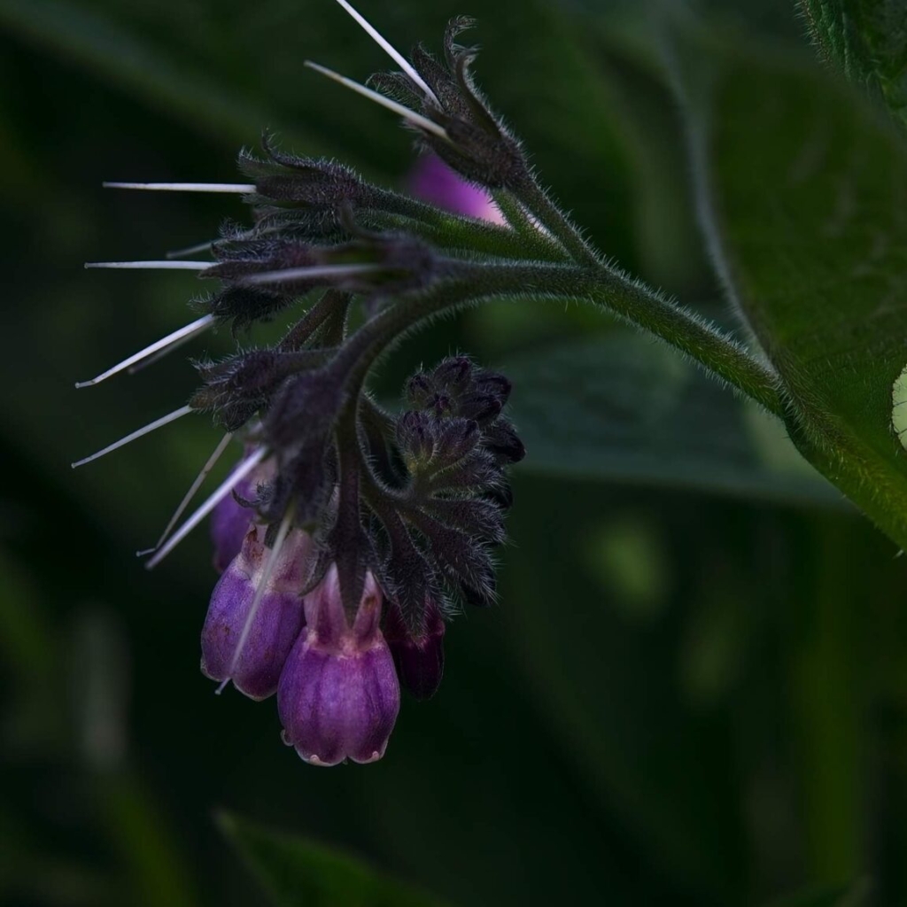 Comfrey flower opening up