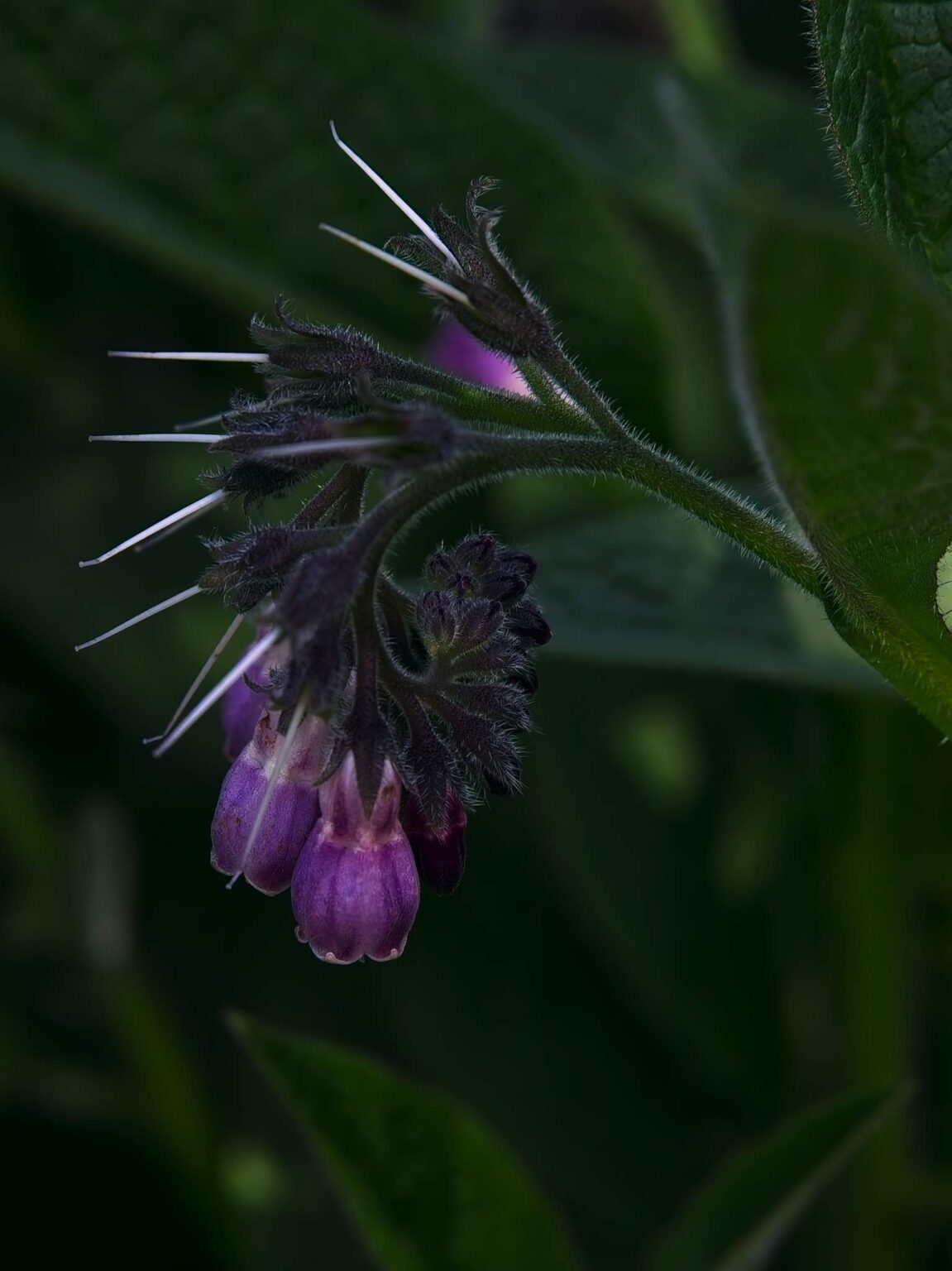 Comfrey flower opening up
