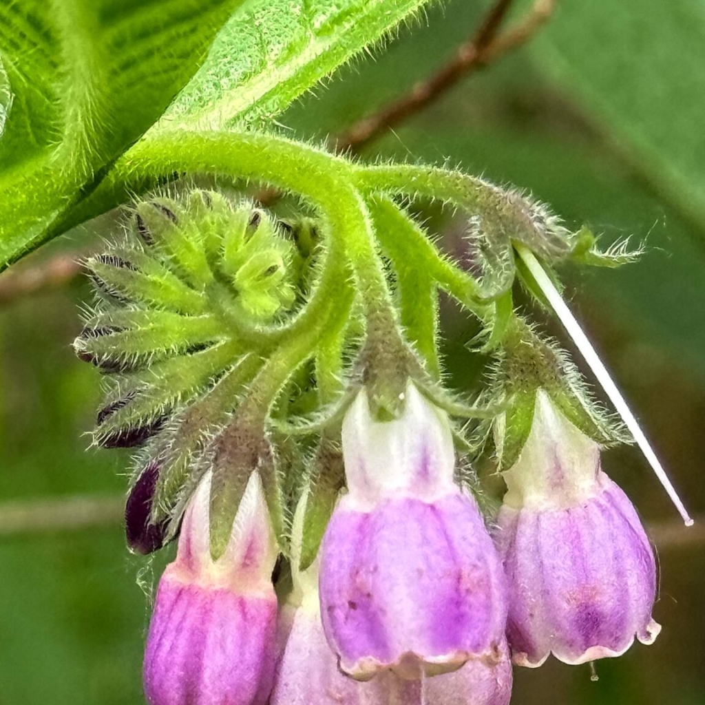 Comfrey flower in the light of day