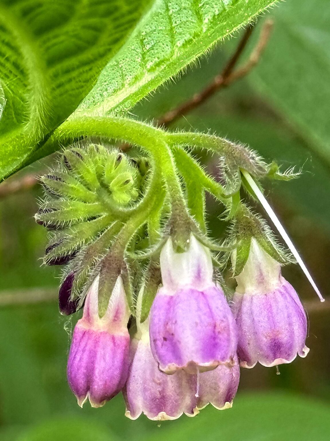 Comfrey flower in the light of day