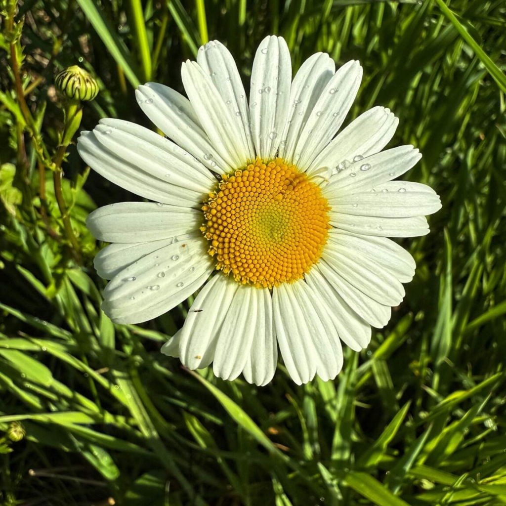 Daisy