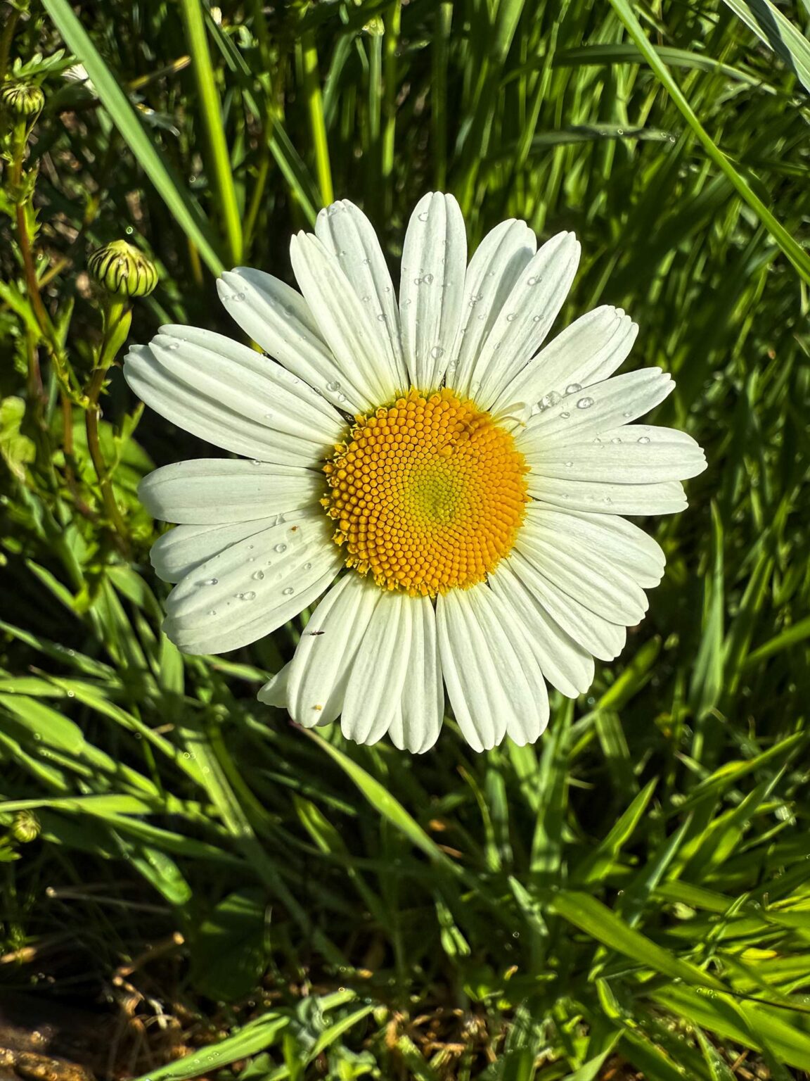 Daisy
