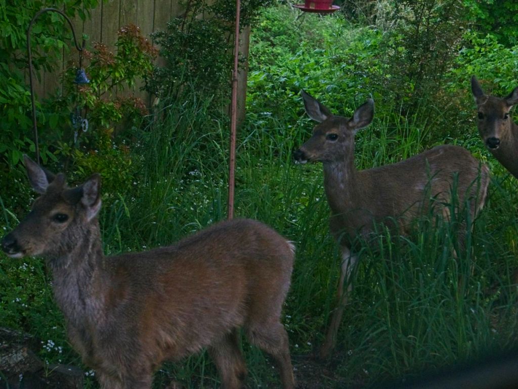 Deer stopping by what is now a deer feeder, not a bird feeder.