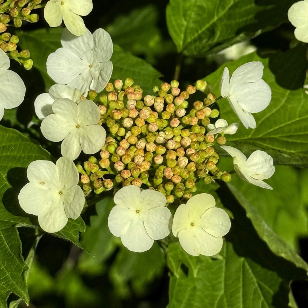 Highbush Cranberry - variety &quot;Ukraine&quot;