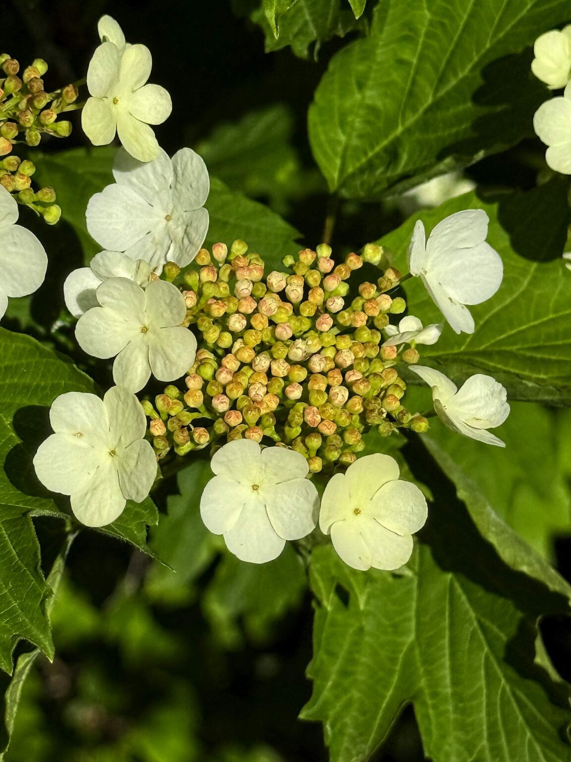 Highbush Cranberry - variety &quot;Ukraine&quot;