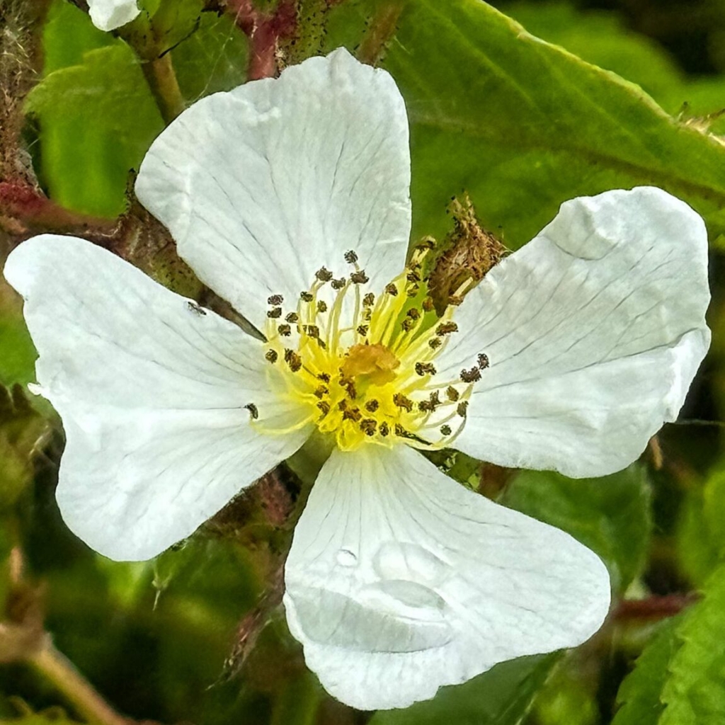 Korean rose