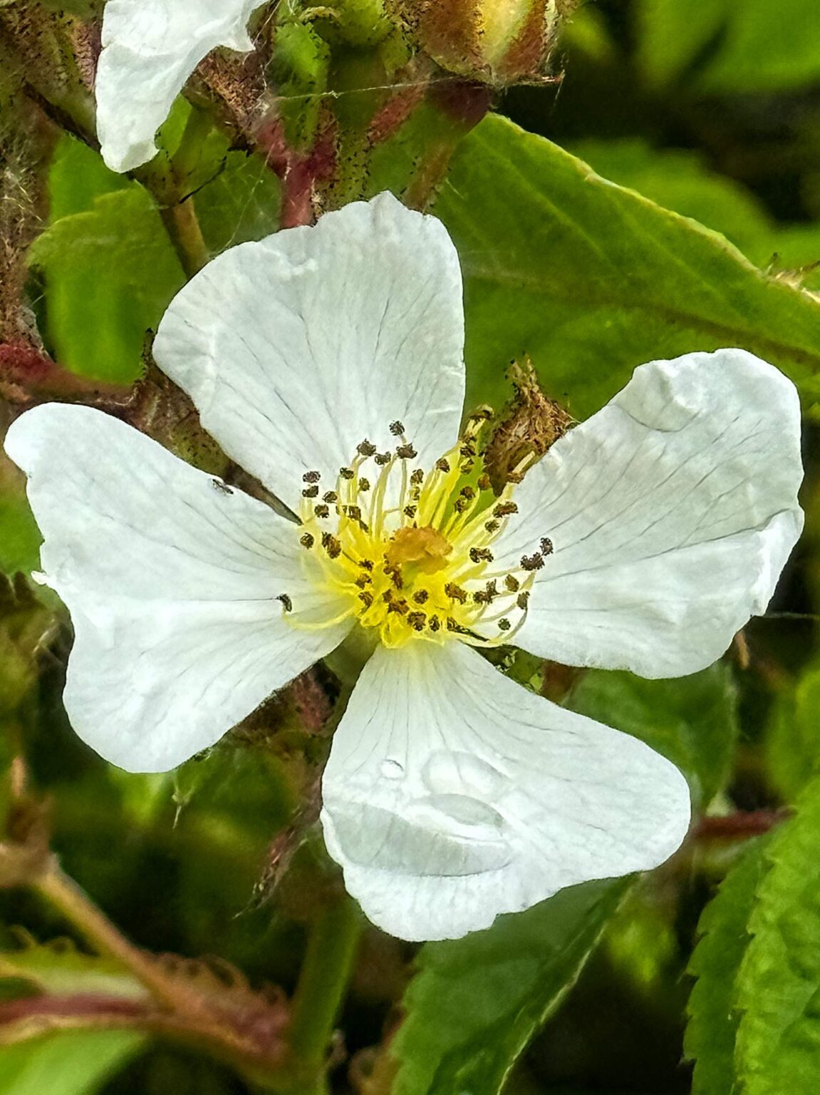 Korean rose