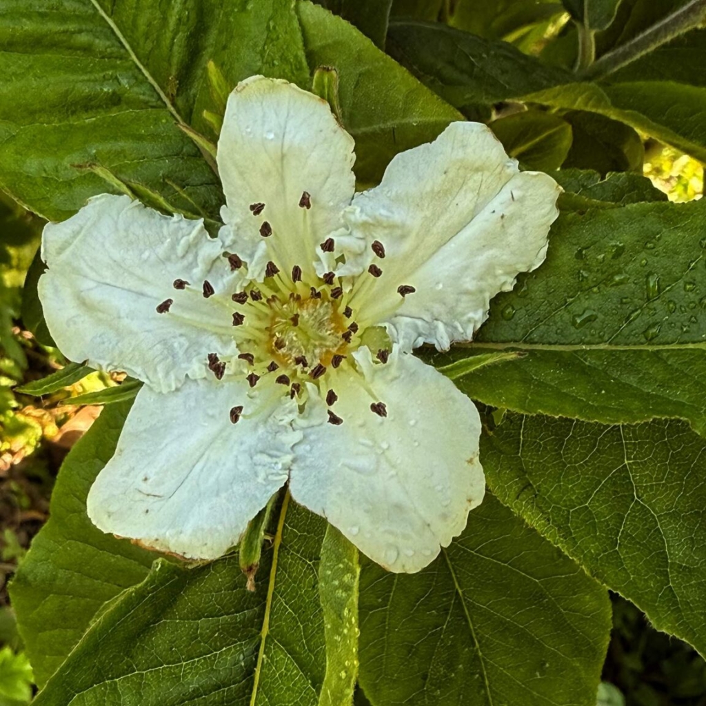 Medlar flower