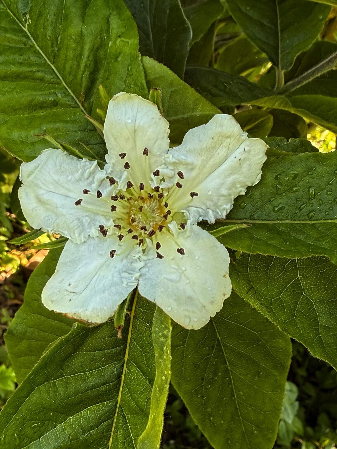 Medlar flower