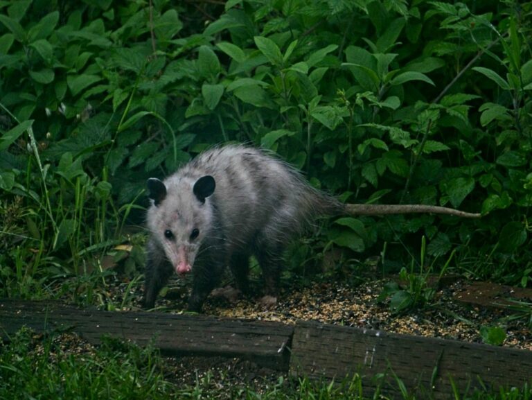 An opossum hangs out awhile