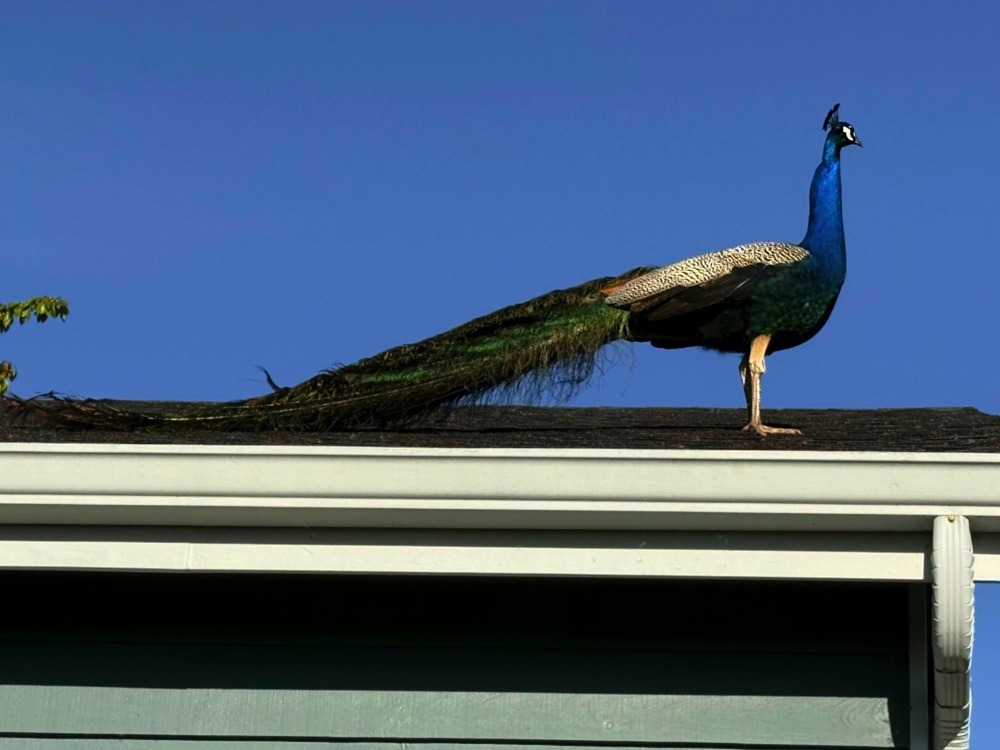 Peacock on the roof