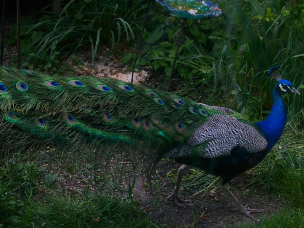Peacock on the run