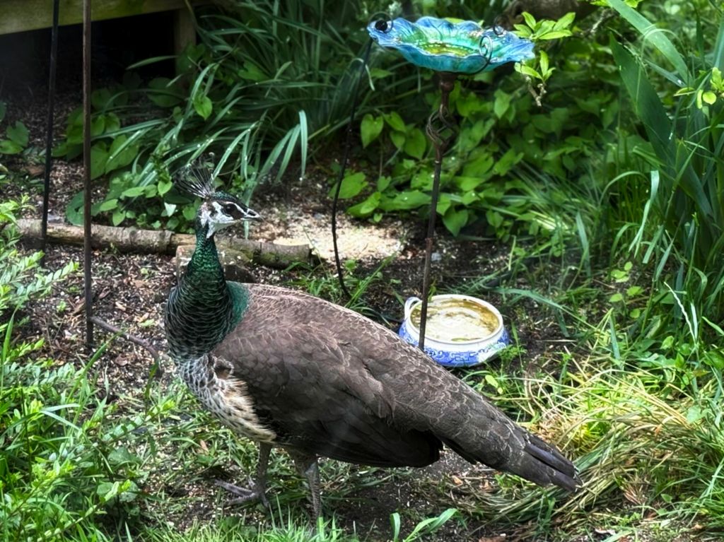 Peahen at watering hole
