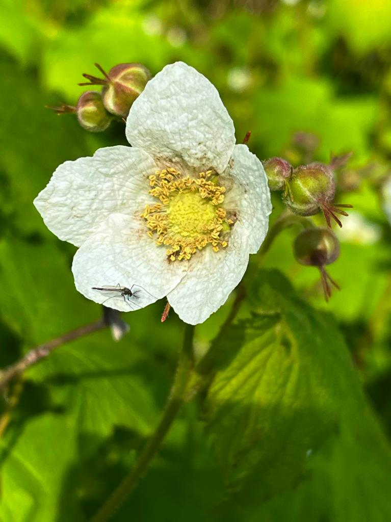 Salmonberry flower + bug