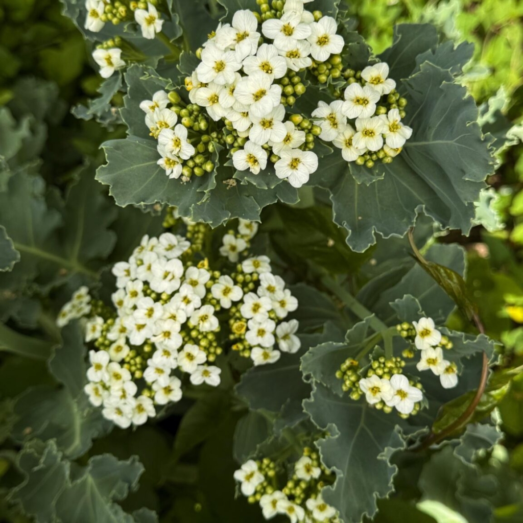 Sea kale (Crambe maritime)