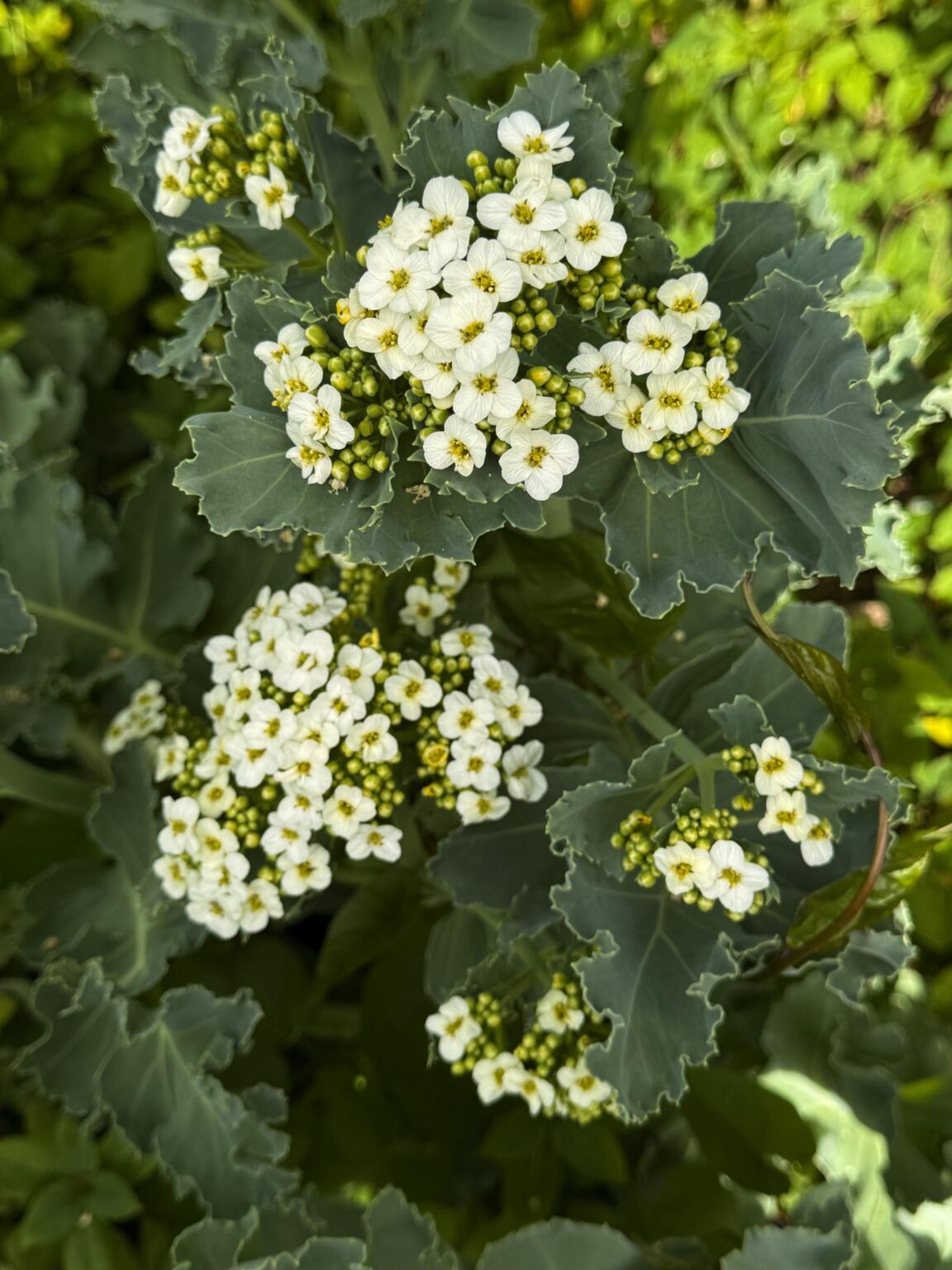 Sea kale (Crambe maritime)